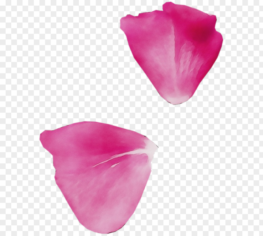 Plant Herbaceous Petal Pink Magenta Flower Tulip PNG