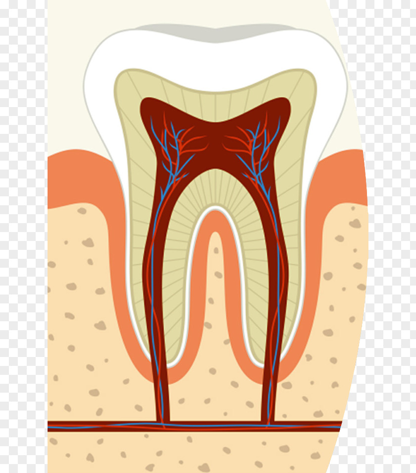 Root Canal Cliparts Dentistry Endodontic Therapy Pulp PNG