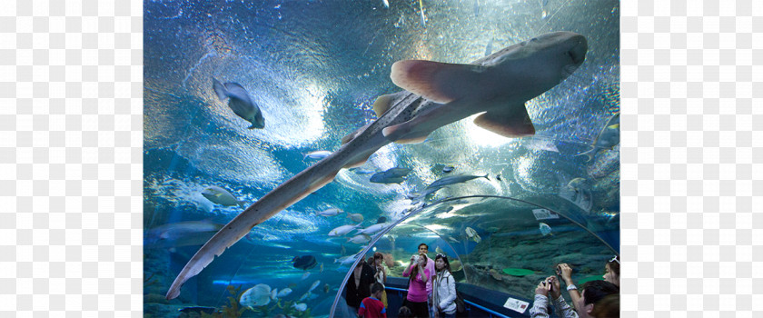 The Underwater World Pattaya Mini Siam Public Aquarium Tourist Attraction Travel PNG