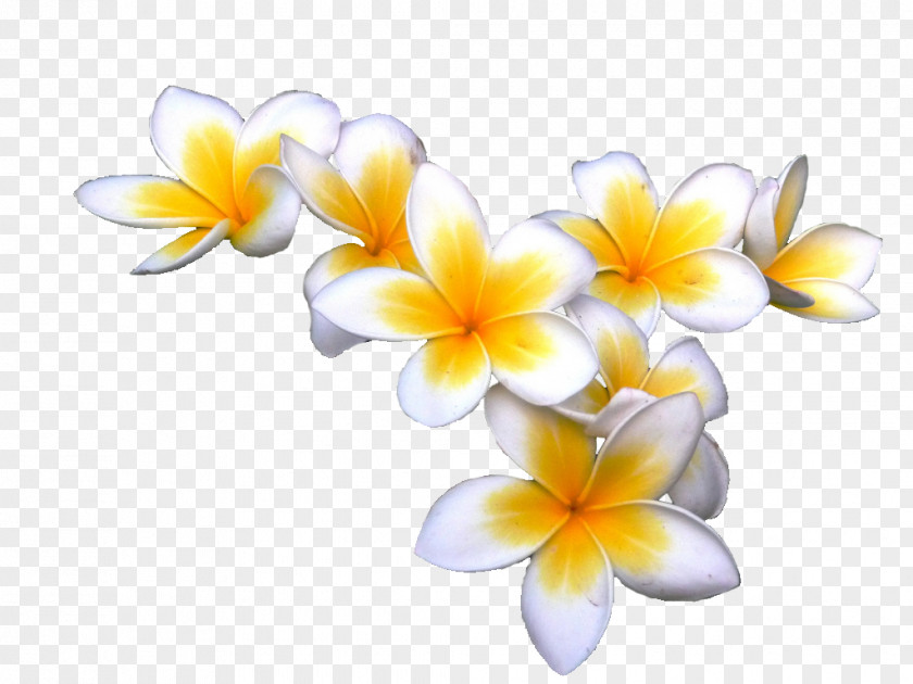 Tropical Flower Frangipani Display Resolution Download Clip Art PNG