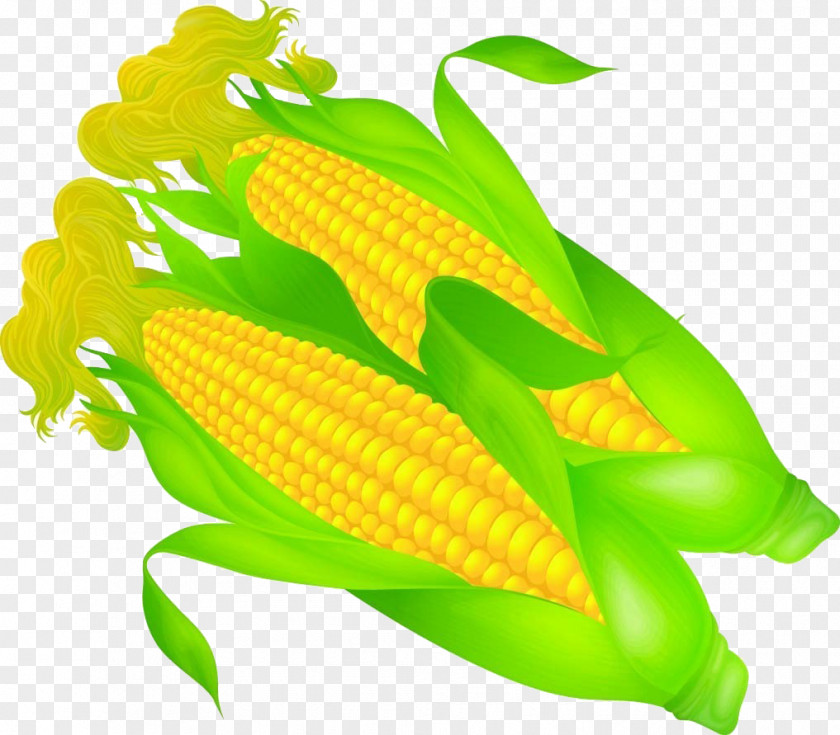 Corn On The Cob Wotou Maize PNG