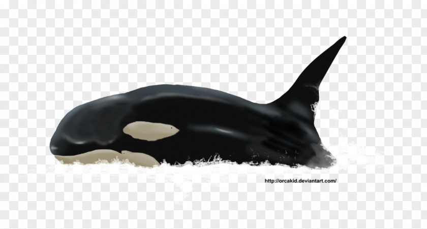 Dolphin Killer Whale Fauna Cetacea Wildlife PNG