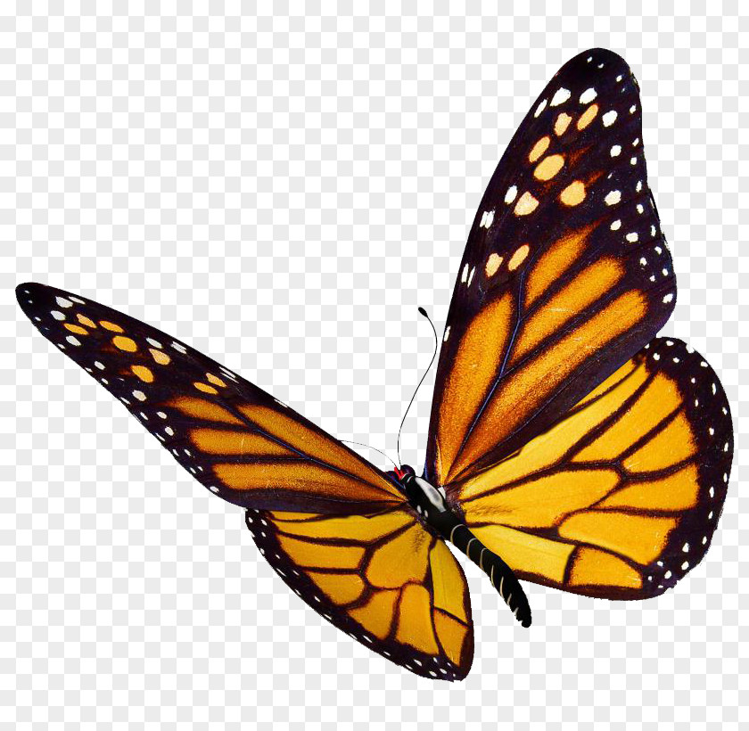 Flock Monarch Butterfly Desktop Wallpaper Clip Art PNG