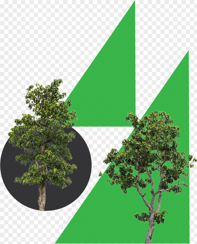 Icon Climate Change Business Vegetation Tree PNG