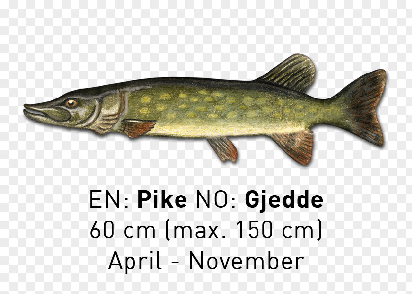 Rivers And Lakes Salmon Northern Pike Trout 09777 Fish Products PNG