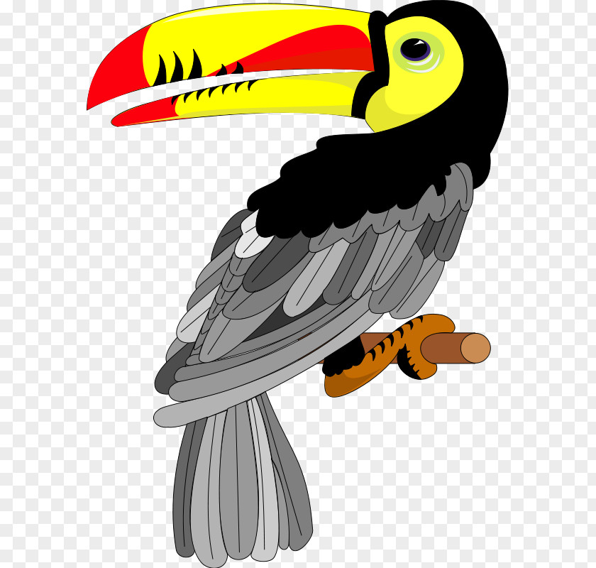 Toucan Toco Bird Clip Art PNG
