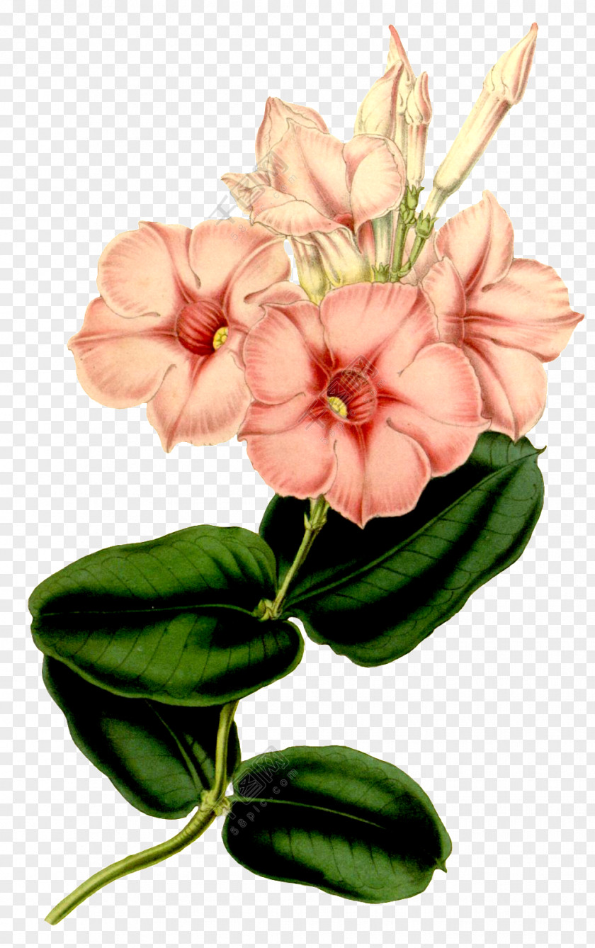 Buket Cartoon Flower Floral Design Image Painting PNG