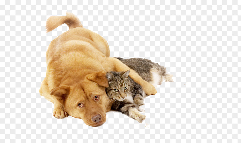 Dog Holding Cat Food Kitten Puppy PNG