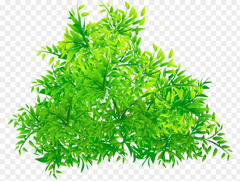 Green Tree Download PNG