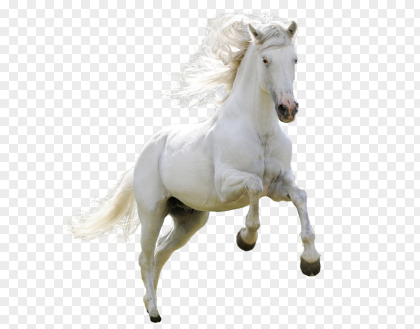 Running Horse Download Icon PNG