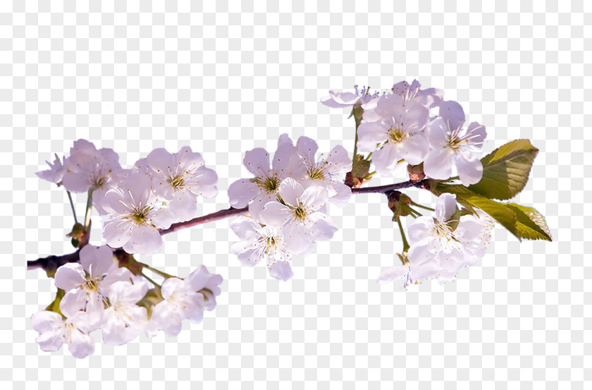 Spring Cherry Blossom Diary LiveInternet PNG