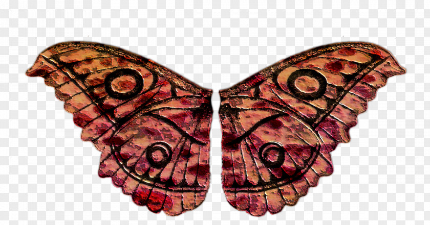 Butterfly Moth PhotoScape Name PNG