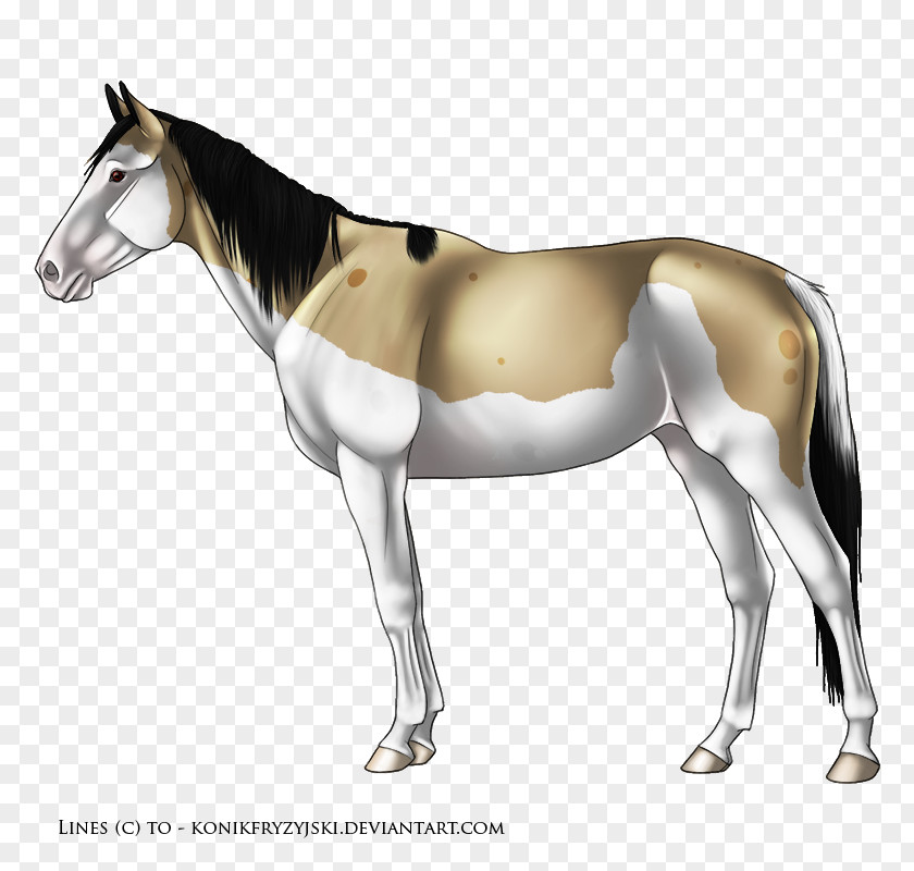 Horse Pony Rainbow Dash Twilight Sparkle Mule PNG