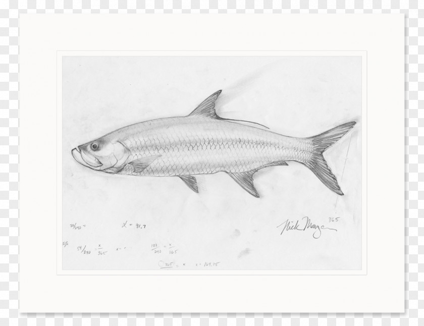 Shark Sardine Requiem Sharks Milkfish Qatar Petroleum PNG