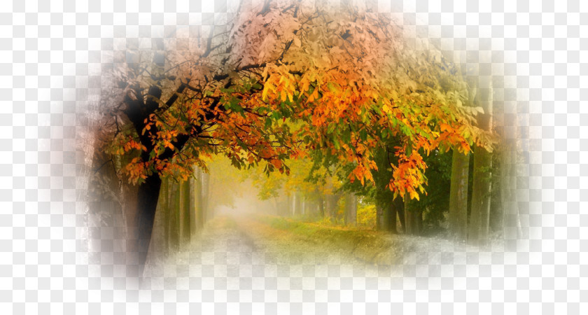 Tree Nature Desktop Wallpaper PNG