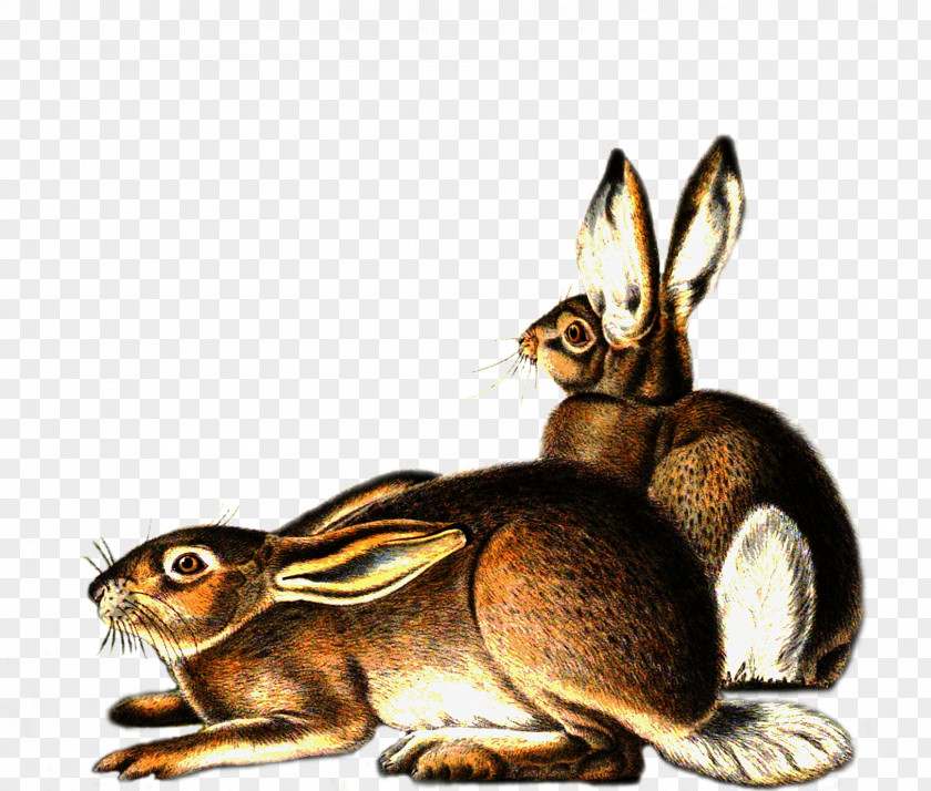 Hare Domestic Rabbit Mammal Animal PNG