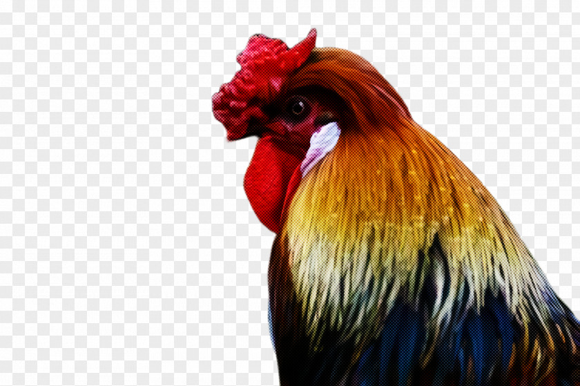 Livestock Fowl Chicken Bird Rooster Comb Beak PNG