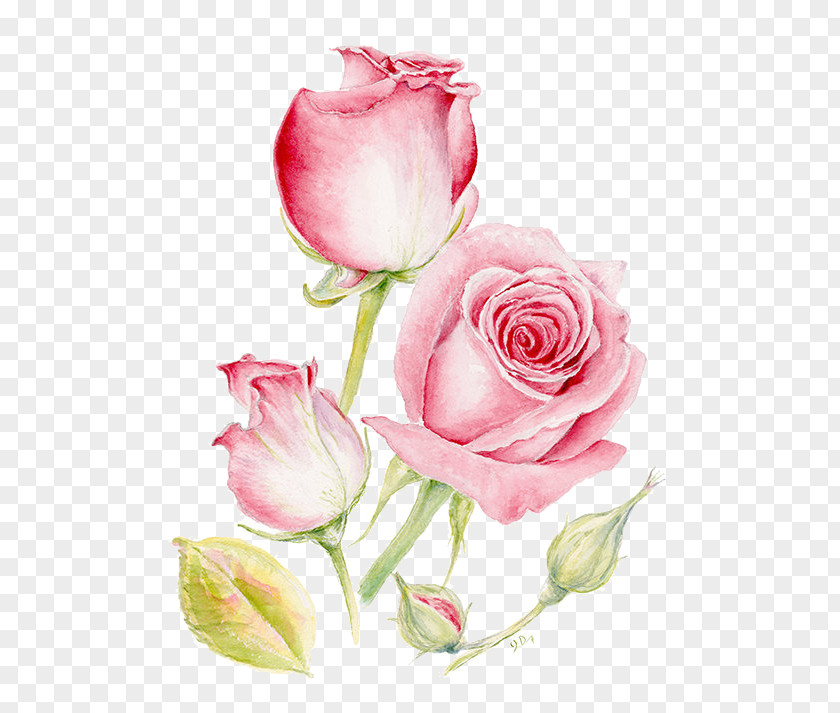 Pink Roses Flowers Painting Printmaking PNG