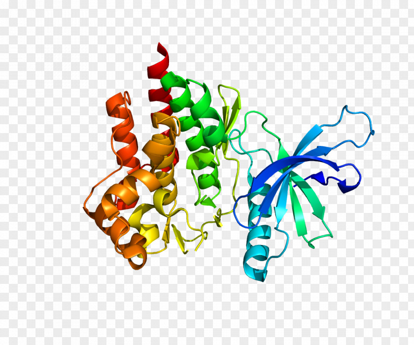 Tyrosine Kinase 2 Receptor PNG