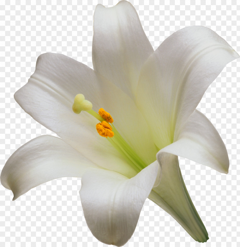 White Flowers Lilium Candidum Easter Lily Artificial Flower Garden Lilies PNG