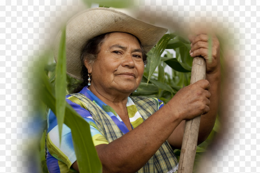 Woman Peasant Agriculture Rural Area Labor PNG