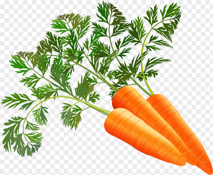 Carrot Juice Leaf Vegetable PNG