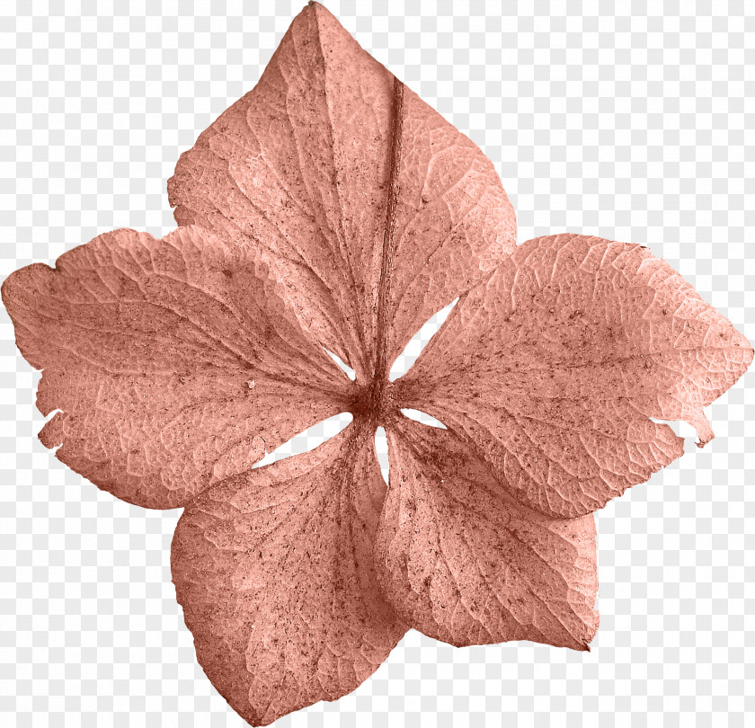 Flower Petals Petal Leaf Clip Art PNG