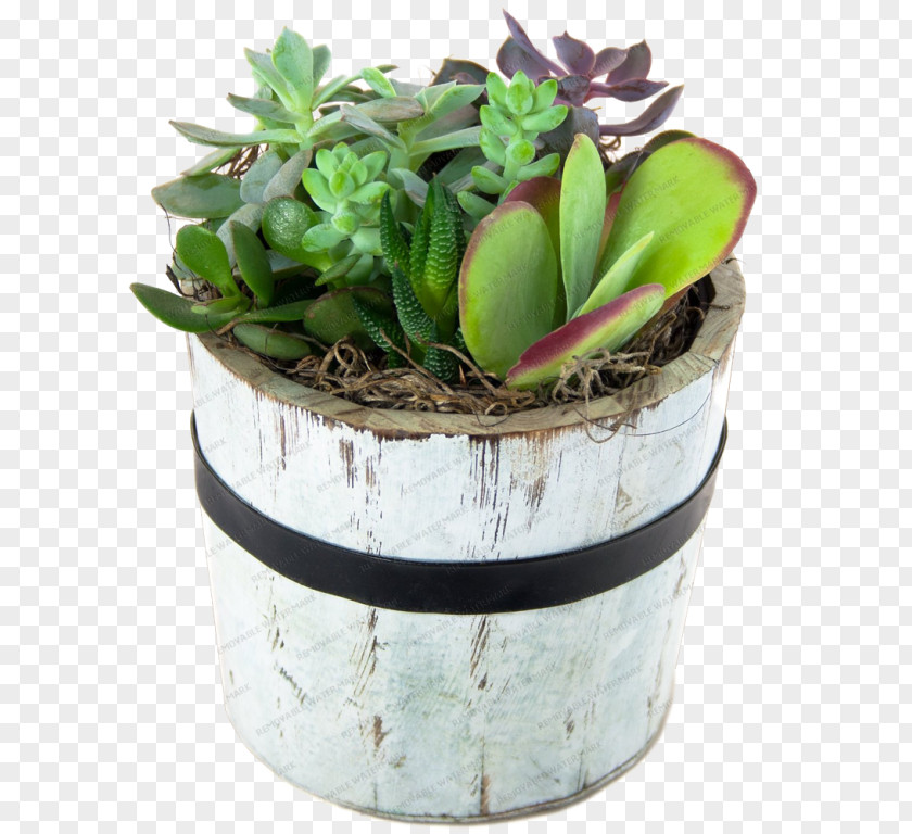 Flowerpot Houseplant Garden Succulent Plant Zen Cart PNG