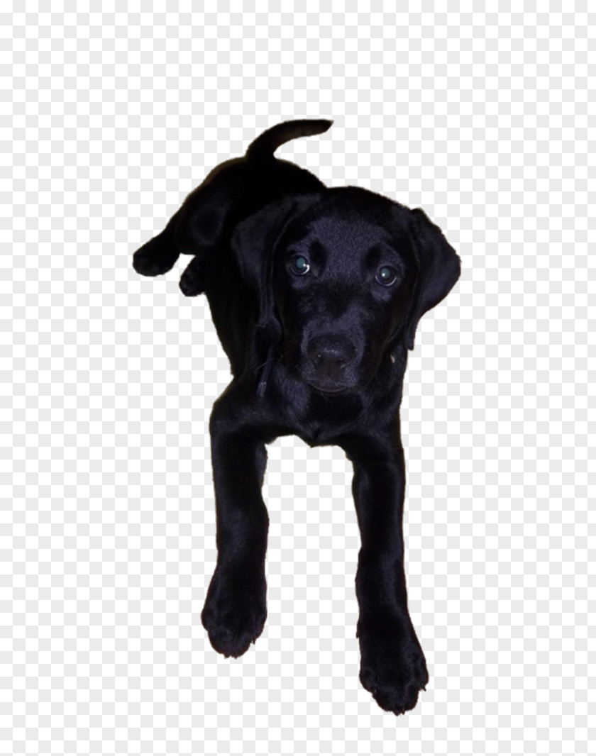 Puppy Labrador Retriever Flat-Coated Patterdale Terrier Dog Breed PNG