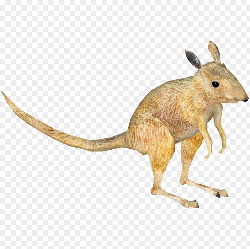 Rat & Mouse Desert Rat-kangaroo Macropodidae Rodent PNG