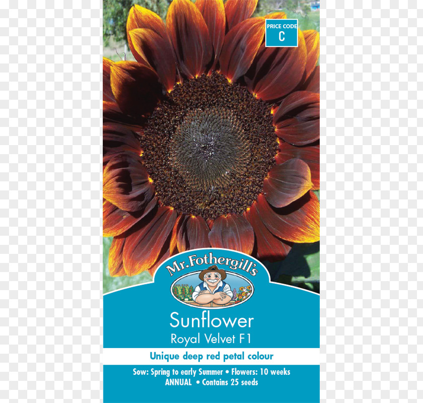 Flower Common Sunflower Seed Poppy PNG