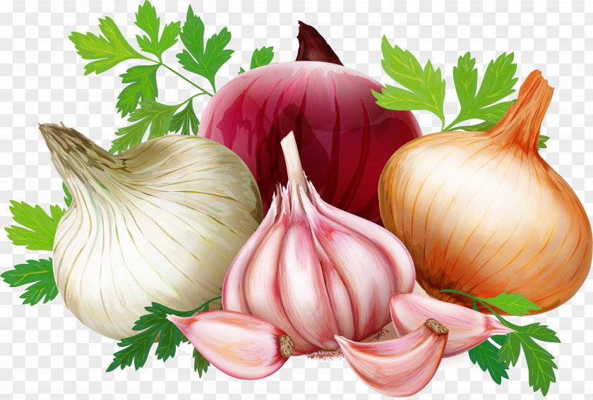 Vegetable Welsh Onion French Soup Red Vector Graphics PNG