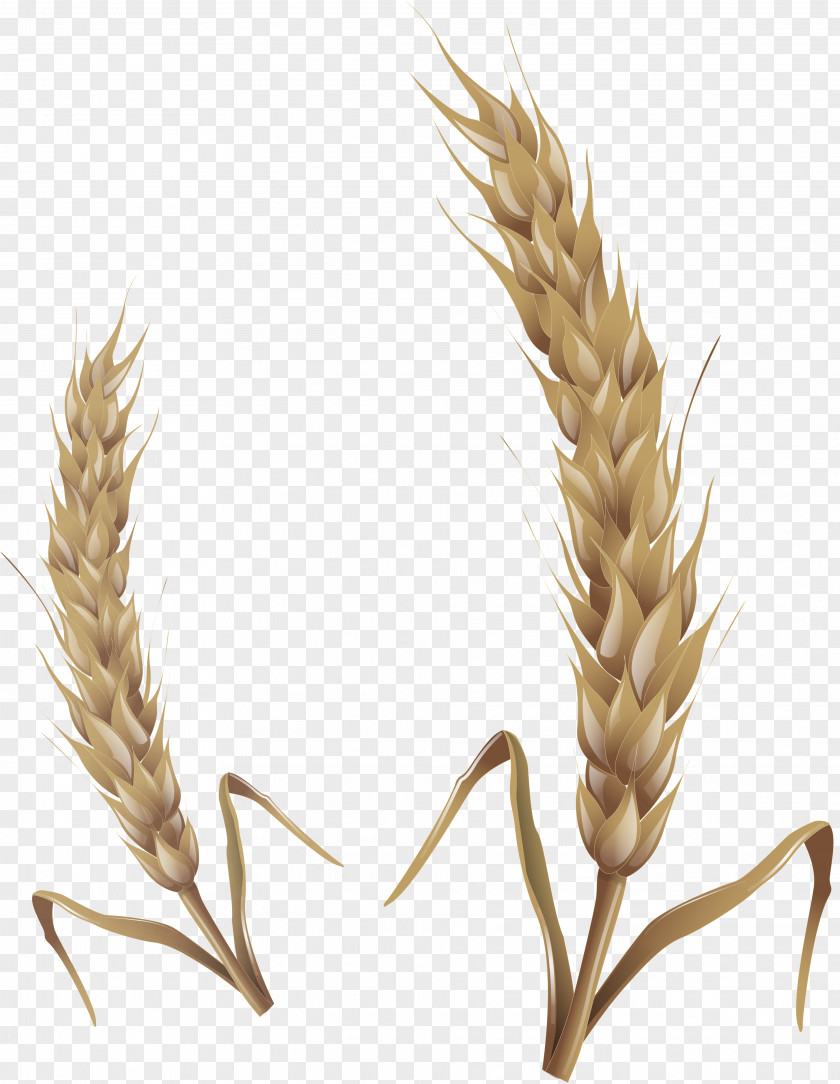 Wheat Emmer Oat Caryopsis Clip Art PNG