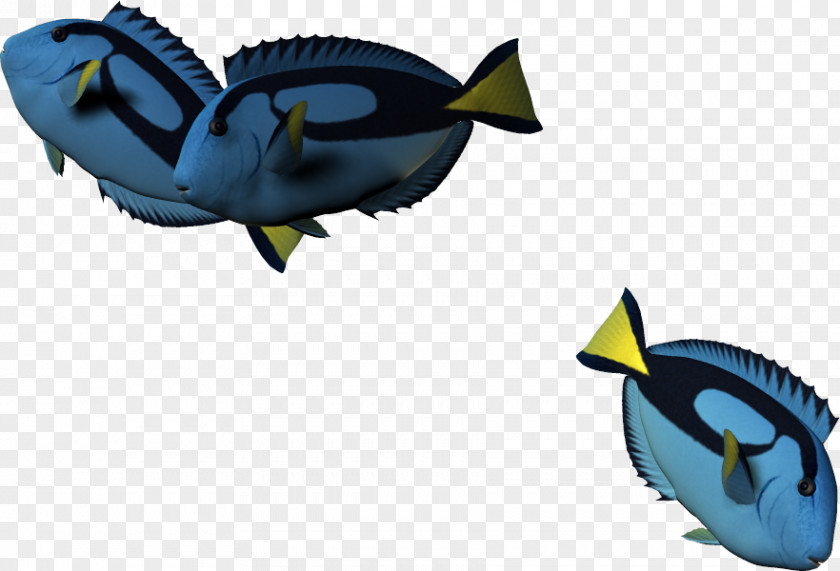 3d Cartoon Fish,Cartoon Fish 3D Computer Graphics PNG
