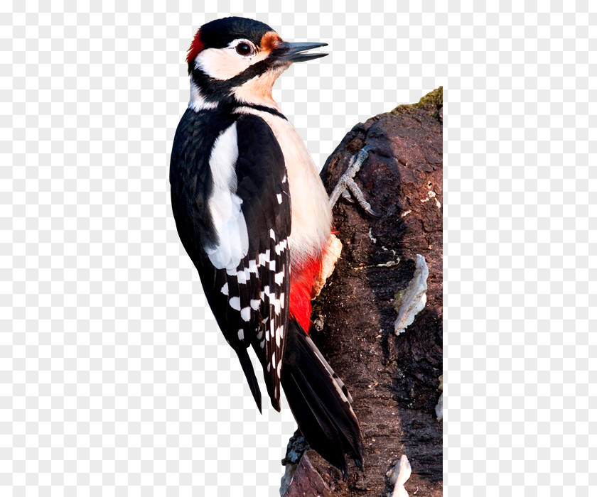 Bird Great Spotted Woodpecker Lesser Middle PNG