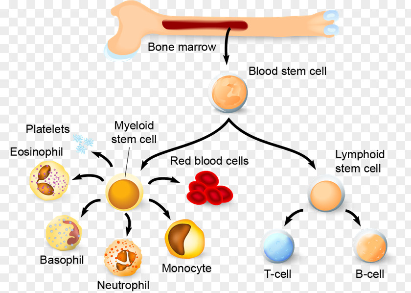 Blood Haematopoiesis Hematopoietic Stem Cell Immune System PNG