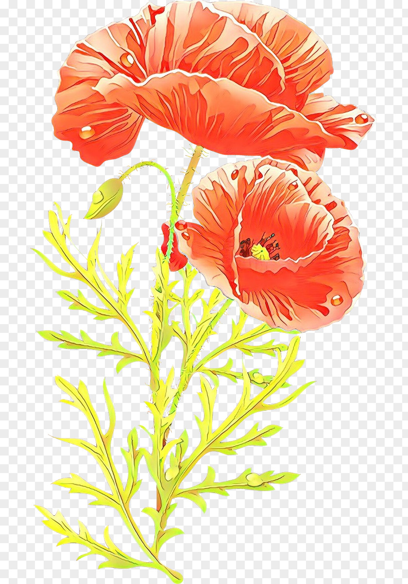 Corn Poppy Family Flower Cut Flowers Plant Petal Flowering PNG