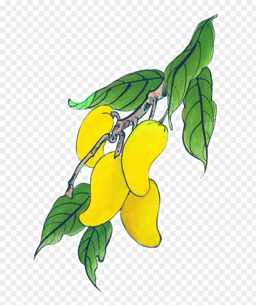 Hand-painted Mango Auglis Illustration PNG