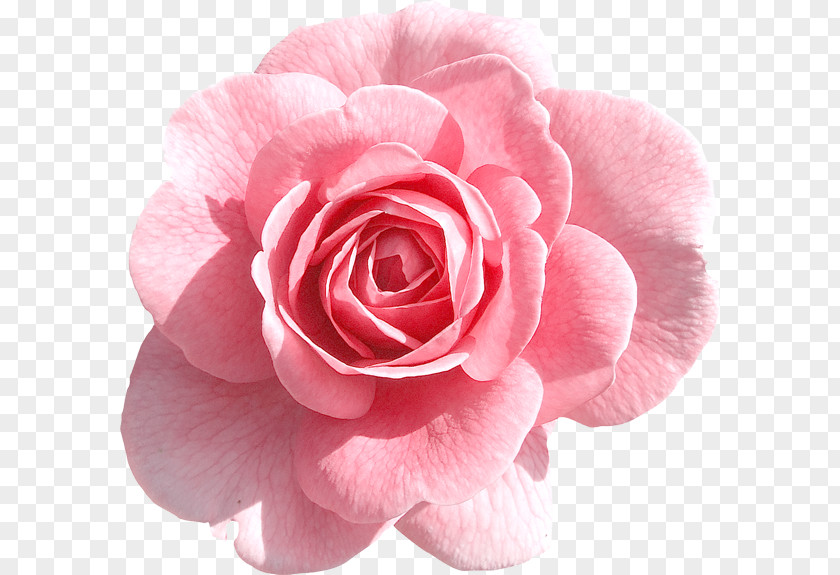 Light Pink Rose Clipart Clip Art PNG