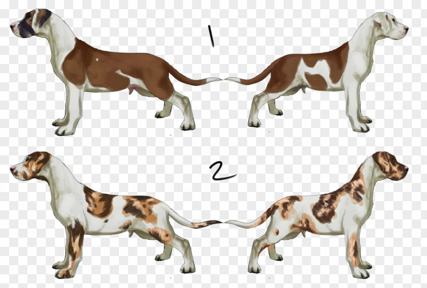 American Bulldog English Foxhound Harrier Beagle Dog Breed PNG