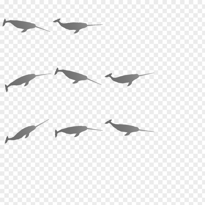 Bird Migration Flock Wader Water PNG