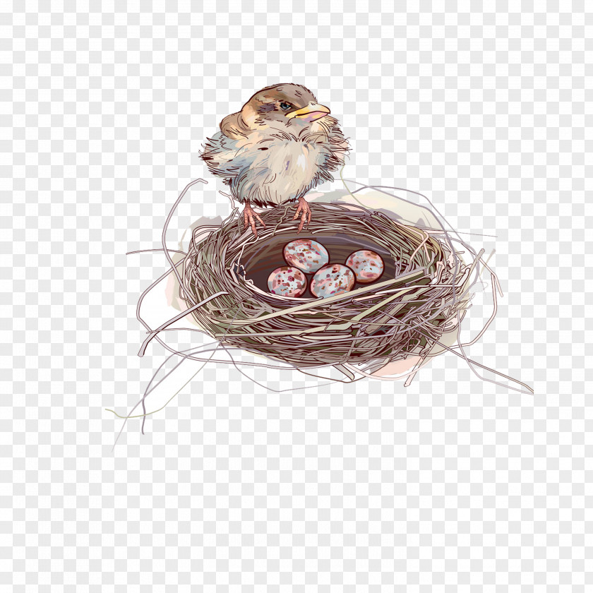 Nest Sparrow Bird Egg PNG