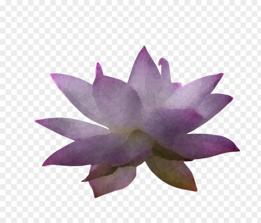 Sacred Lotus Proteales Aquatic Plant Flower Petal PNG