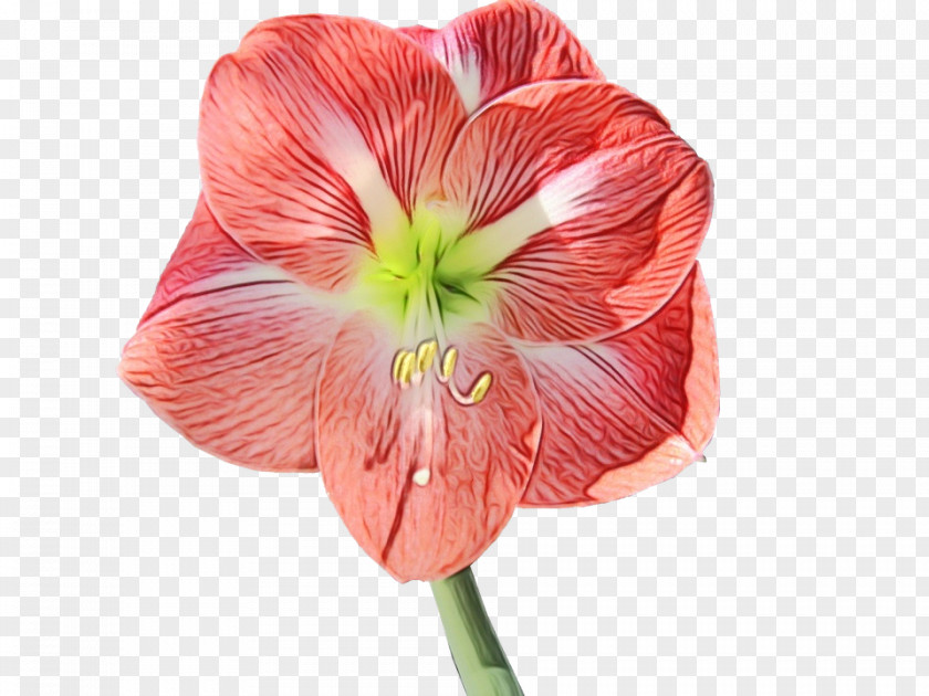 Amaryllis Jersey Lily Cut Flowers Petal Belladonna PNG