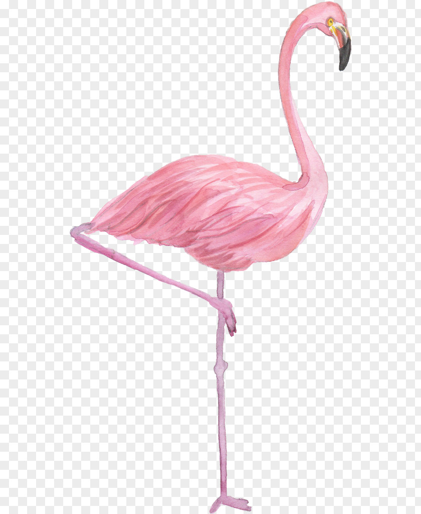 Flamingo Drawing Watercolor Painting PNG