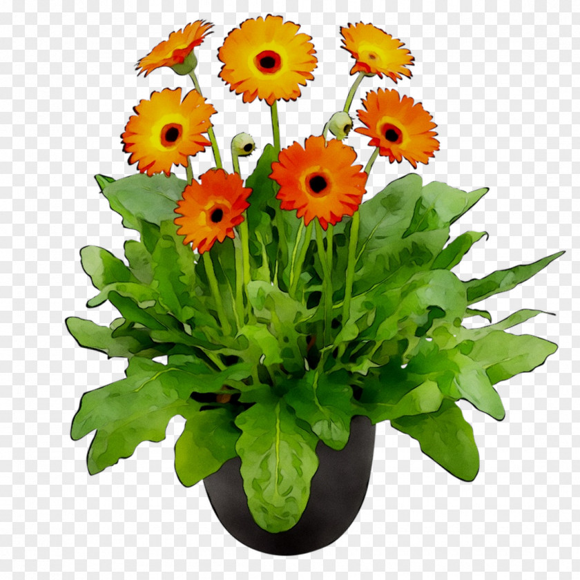 Floral Design Transvaal Daisy Cut Flowers PNG