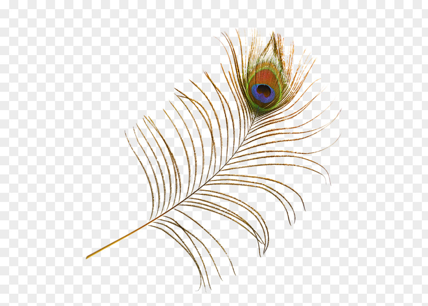 Peacock Feather Bird Peafowl PNG