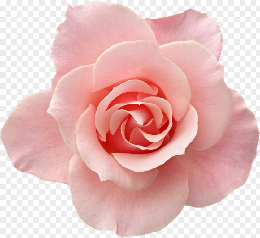 Rose Photography Pink PNG