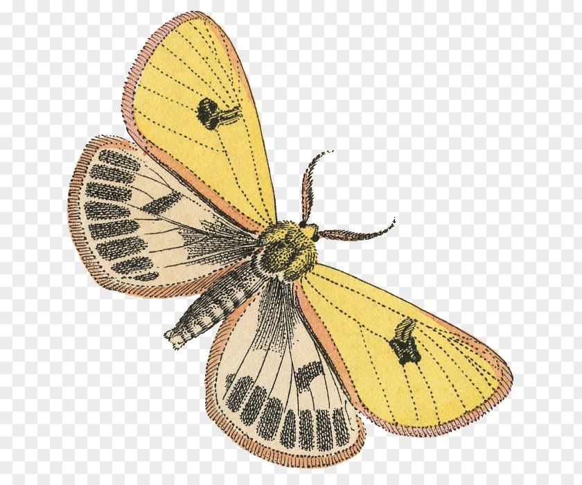 Torn Paper Effect Decorative Elements Butterfly Insect Pieridae Colias Arthropod PNG