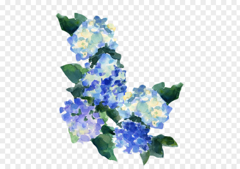 Bellflower Family California Lilac Blue Iris Flower PNG